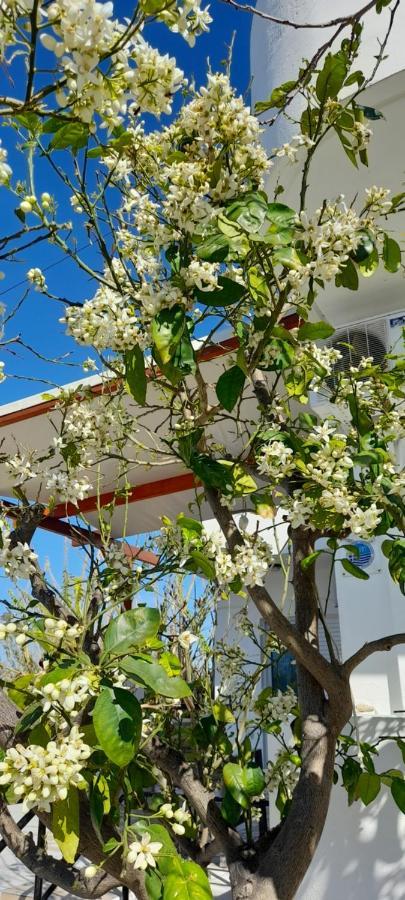 Silvi Mari Apartments 普拉坦斯 外观 照片